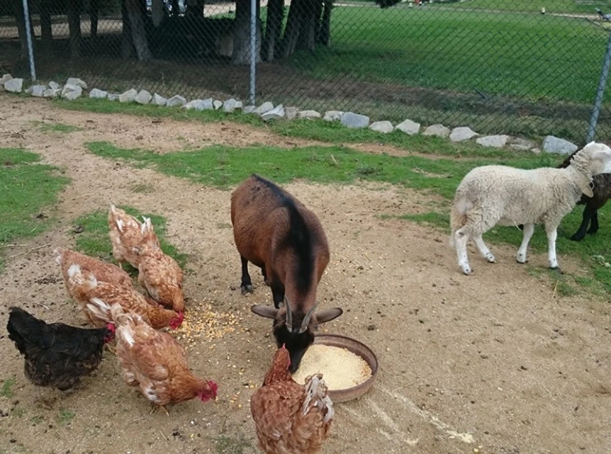 Animales de la finca · Vallplana