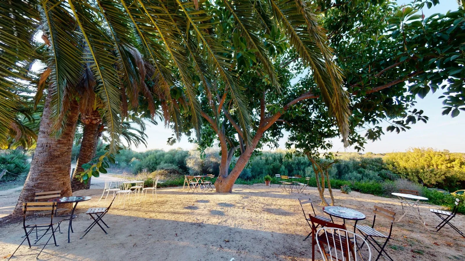 Terraza del bar entre palmeras · El Palomar de la Breña