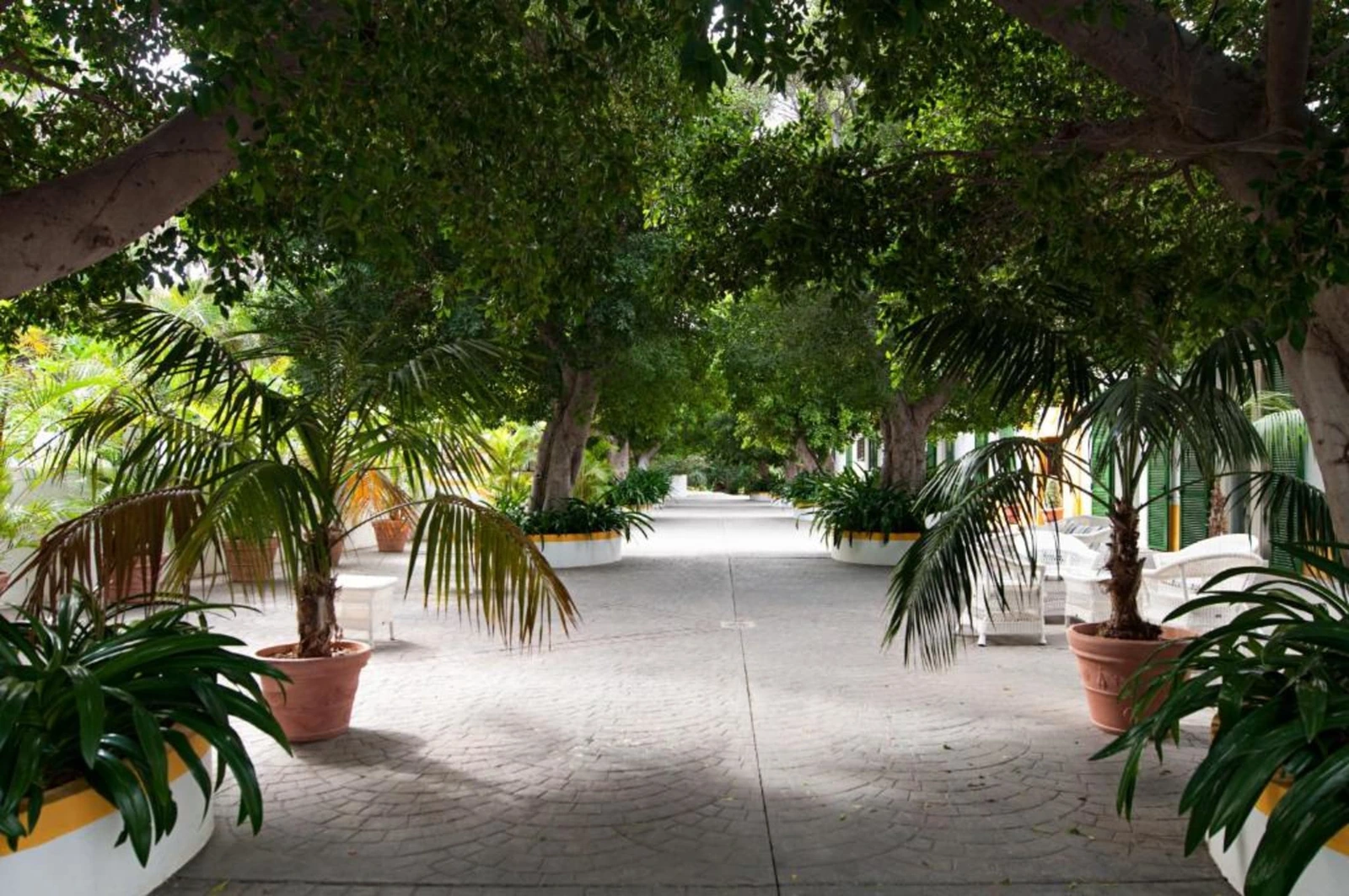 Paseo ajardinado entre palmeras y edificios del cortijo · Cortijo San Ignacio