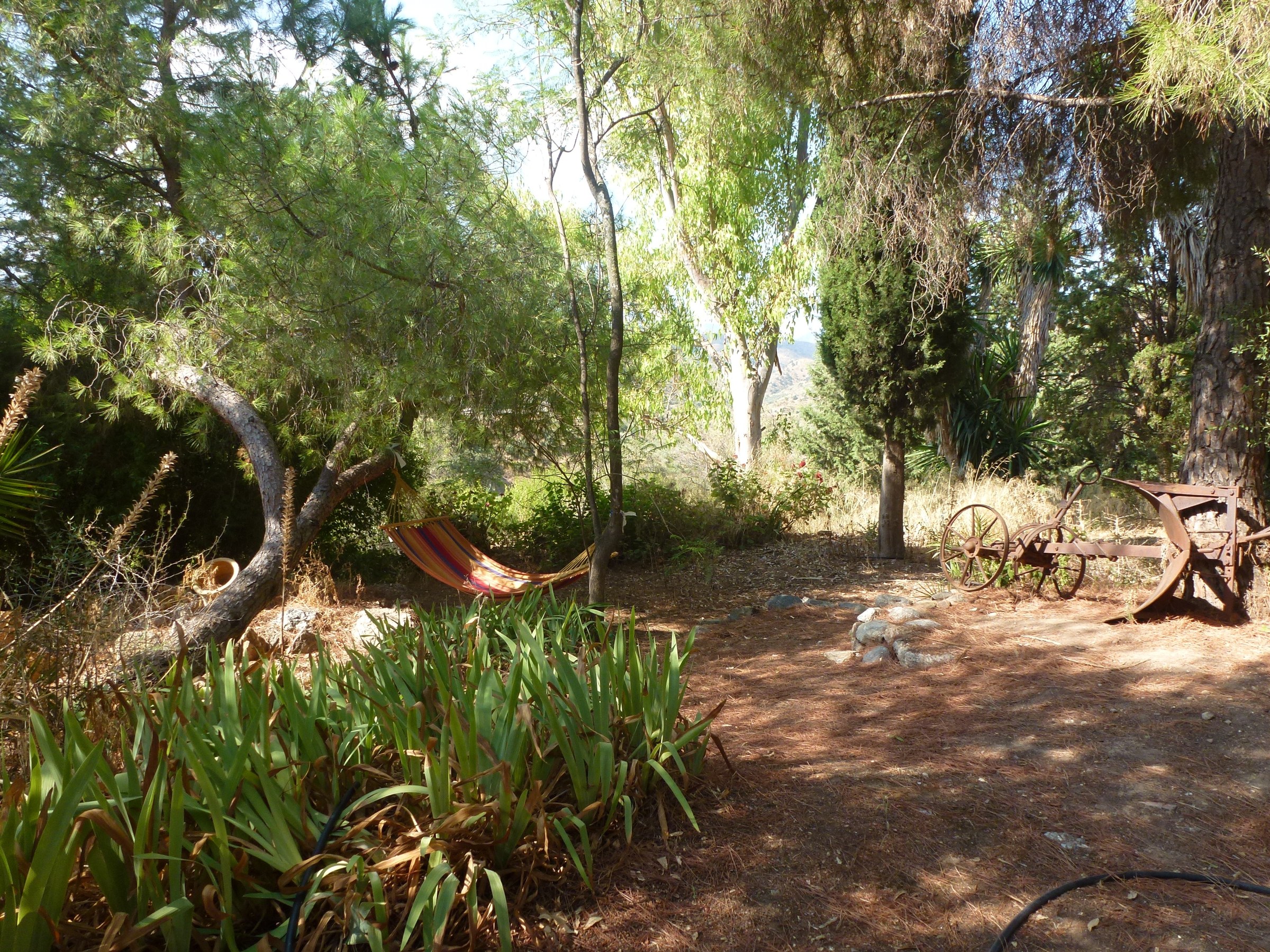 Jardín y olivos del cortijo
